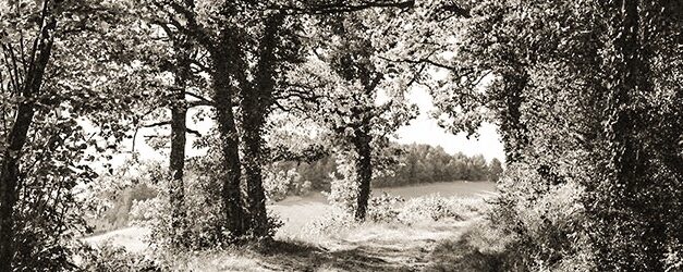 Wayne Gudmundson: “Trees of Burgundy” Opening Reception